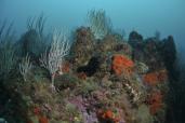 Coralligène, un habitat emblématique de Méditerranée