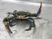 Le crabe bleu, Callinectes sapidus, une espèce exotique