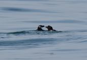 Deux pingouins torda posés sur l'eau 