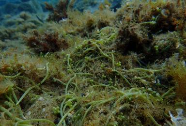 Tapis de l'algue Caulerpa racemosa, espèce exotique