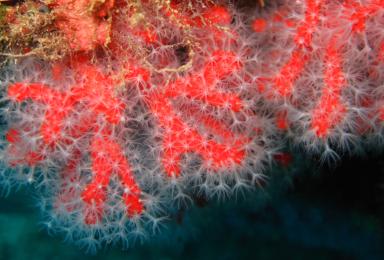 Le corail rouge, une espèce protégée