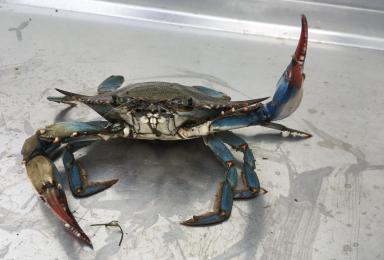 Le crabe bleu, Callinectes sapidus, une espèce exotique