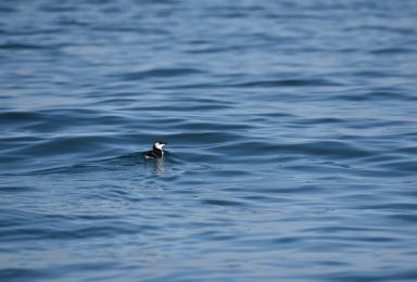 Pingouin torda posé sur l'eau