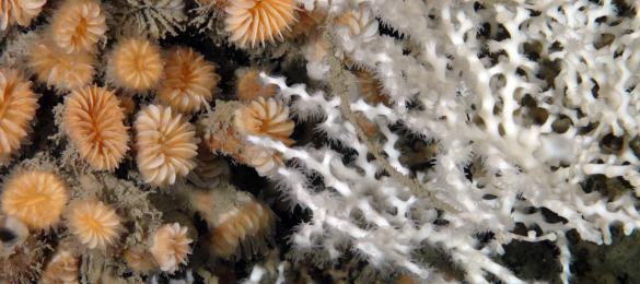 Les coraux profonds de Méditeranée